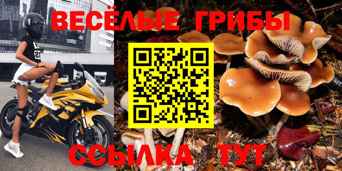 Псилоцибиновые грибы Psilocybe Сосновоборск